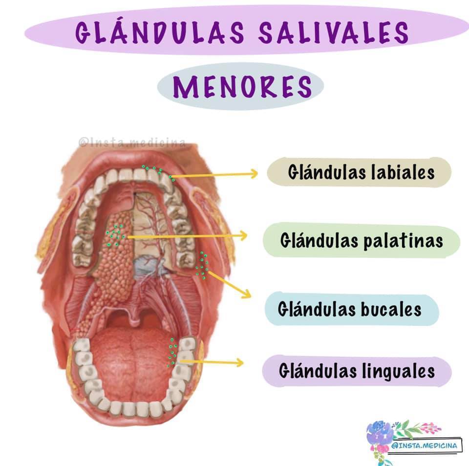 1.- Glándulas salivales menores: - Son pequeñas y abundantes - Se ubican por toda la mucosa oral - Secretan el 5% de la saliva