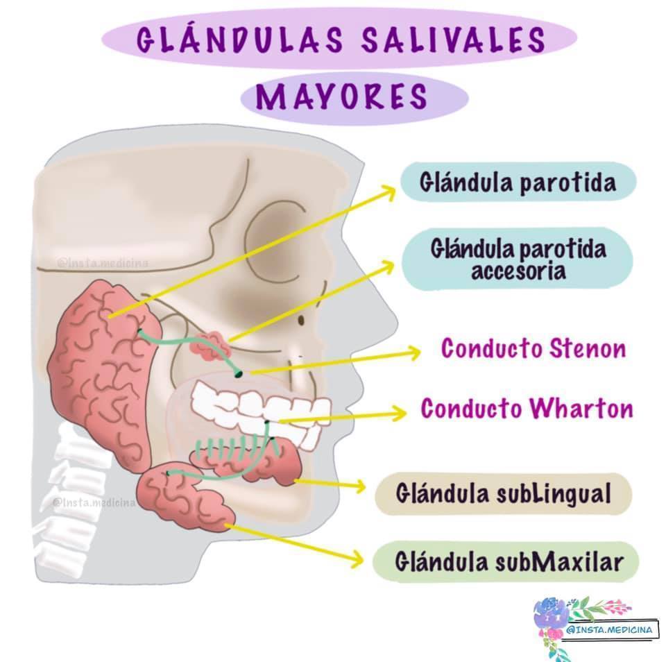 2.- Glándulas salivales mayores + G. parótida: 20% de la saliva - Secreción: serosa - Conducto excretor: stenon + G. sublingual: 5% de la...