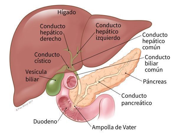 B.- Páncreas: - G. anficrina o mixta - Se ubica en el epigastrio - Islotes de langerhans (Unidad endocrina) - Acinos pancreáticos ( unida...