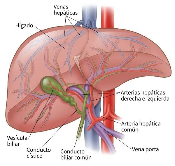 C.- Hígado: - Es el órgano más voluminoso del cuerpo - Masa: 1500 g - Ubicación: hipocondrio derecho - Se mantiene suspendido por la vena...