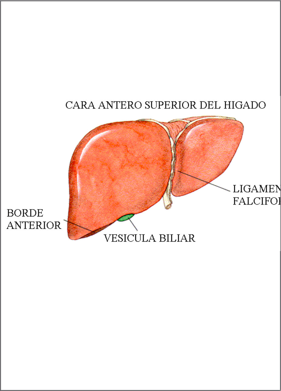 Morfología externa, cara superior