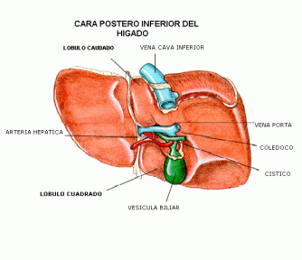b.- Cara posteroinferior: Es cóncava se relaciona con las vísceras