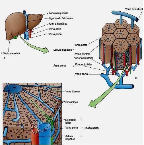 3,.- Histología hepática: . Estroma: Representado por la cápsula hepática o de glisson . Parénquima: Representado por los hepatocitos (un...