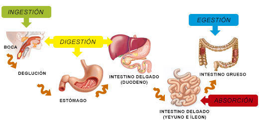 5 fisiología digestiva: A.- Ingestión: Ingreso de alimentos a la boca B.- Deglución: Paso del bolo alimenticio de la boca al estomago + 1...