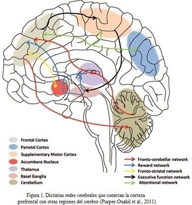 Modelos teóricos y sustratoscerebrales de las funciones ejecutivas