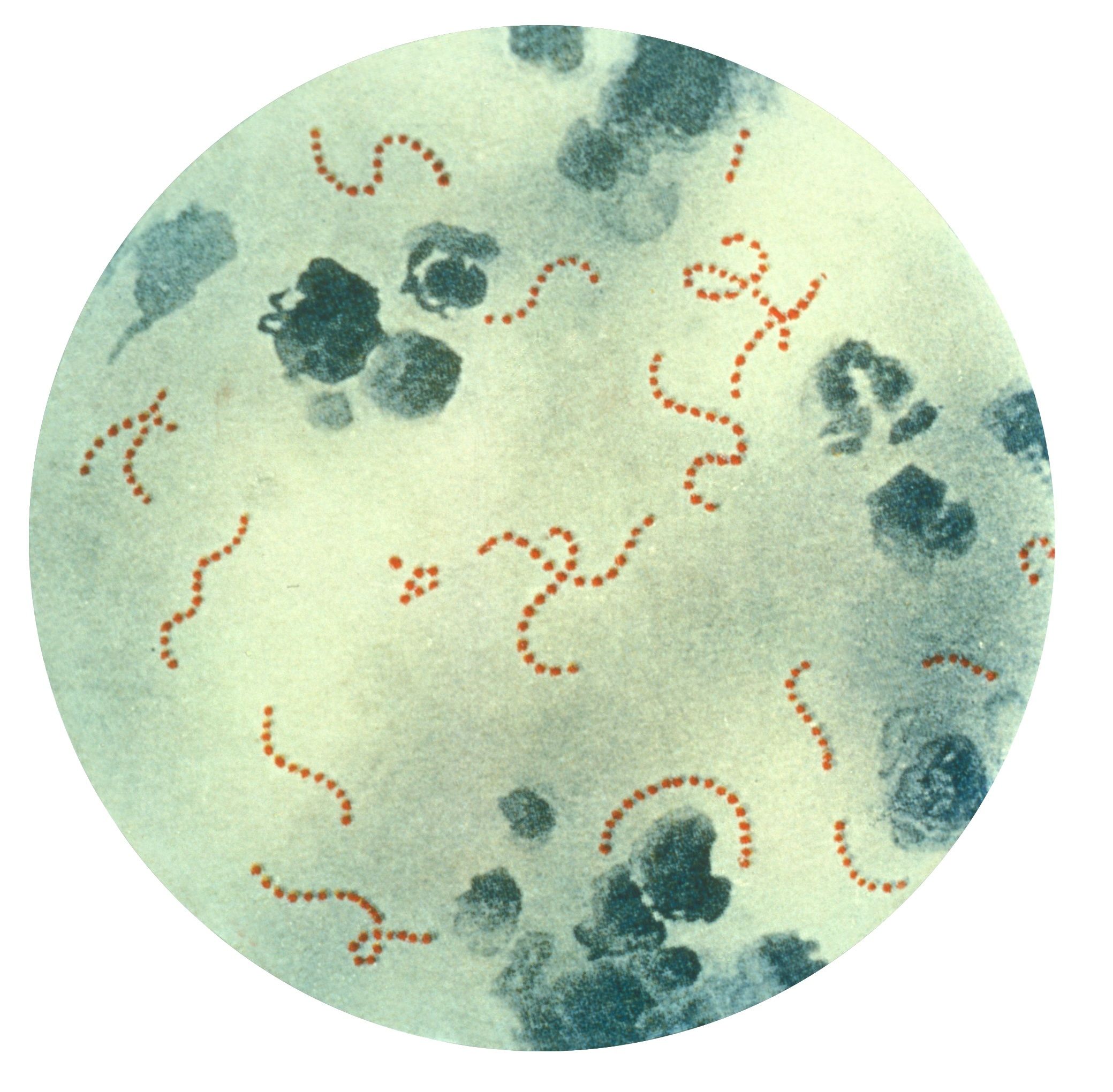 Clasificación Lancefield de Streptococcos