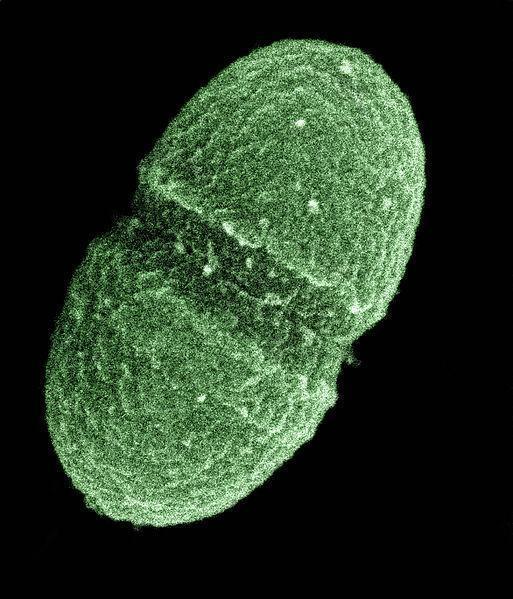 Clasificación Lancefield de Streptococcos