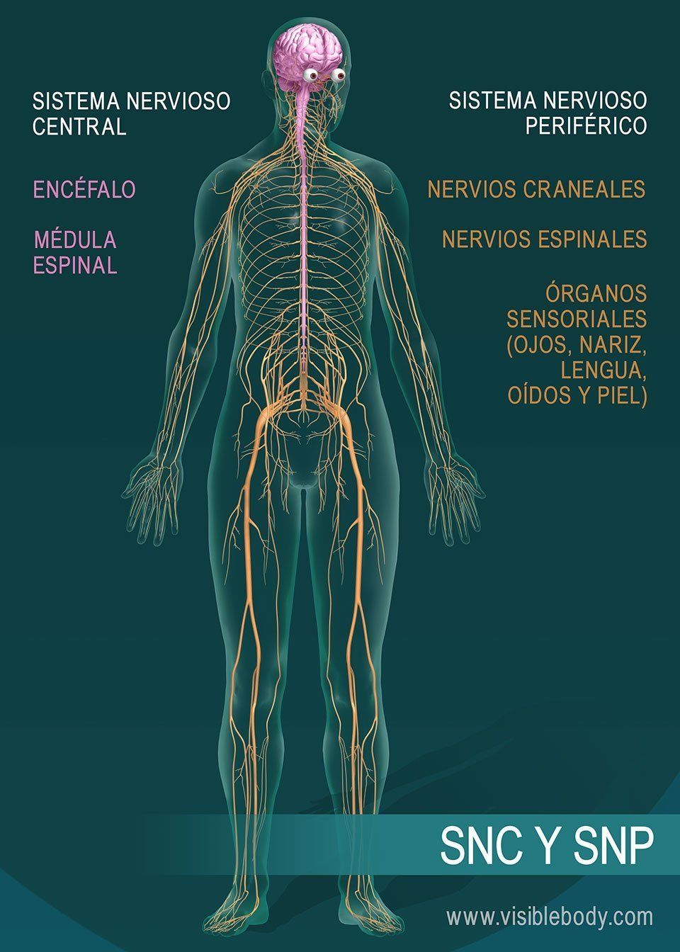 Ai4. SISTEMA NERVIOSO Y REPRODUCTIVO