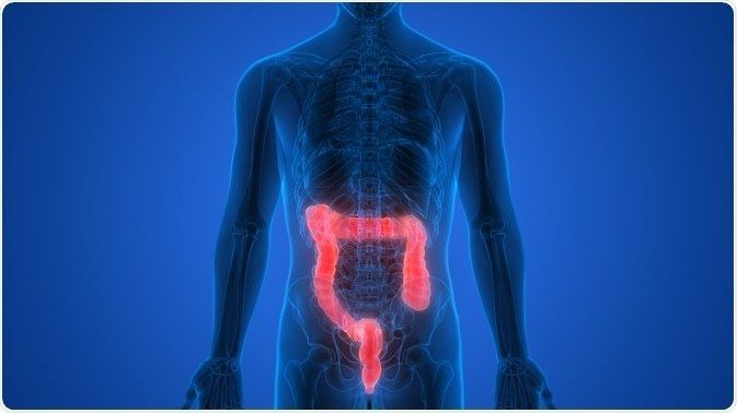 Intestino grueso