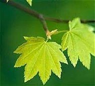 (1) دەنگەکە بڵاوکەنەوە (2) خۆتان لە ماڵەوە بینووسن (3) کارتەکە هەڵگەڕێننەوە (4) هەڵبژێرن نووسراوەکەتان ڕاستت بوو یان هەڵە