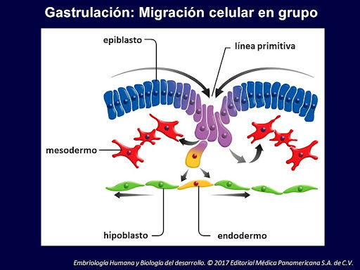 Migración celular en grupo.