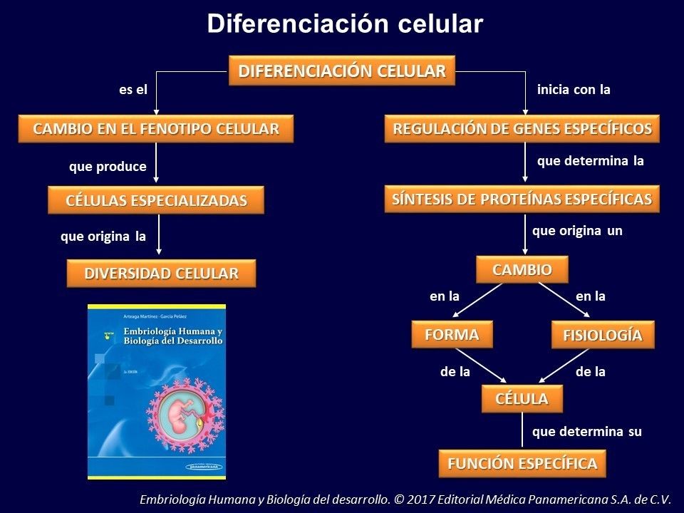 ¿Cuál es el primer acontecimiento que ocurre en la diferenciación?