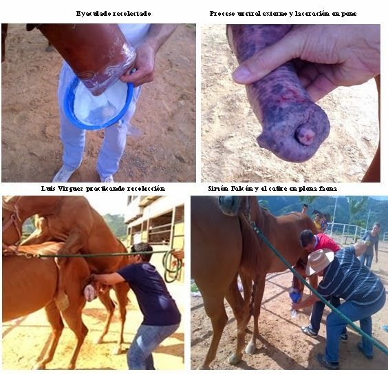 Métodos modernos evaluación Seminal en Equinos