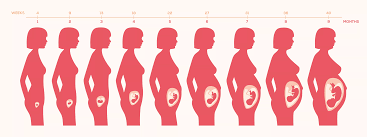 Desarrollo Embrionario y Fetal