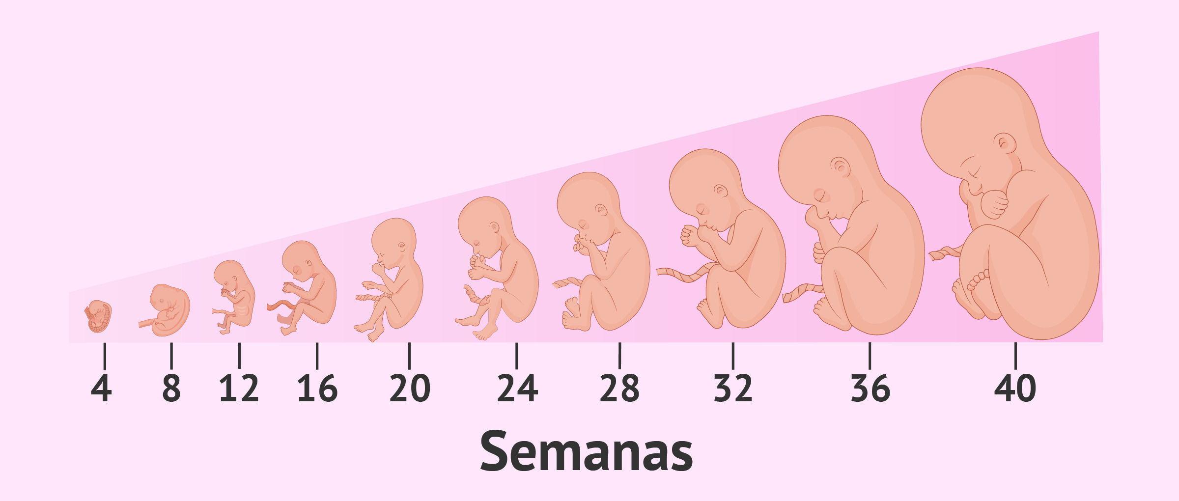 Desarrollo Embrionario y Fetal