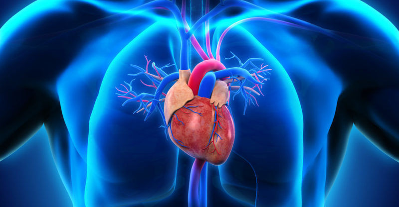 Fisiología cardiaca