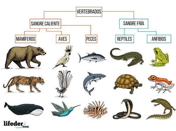 Clasificacion de los animales 9NO "A"