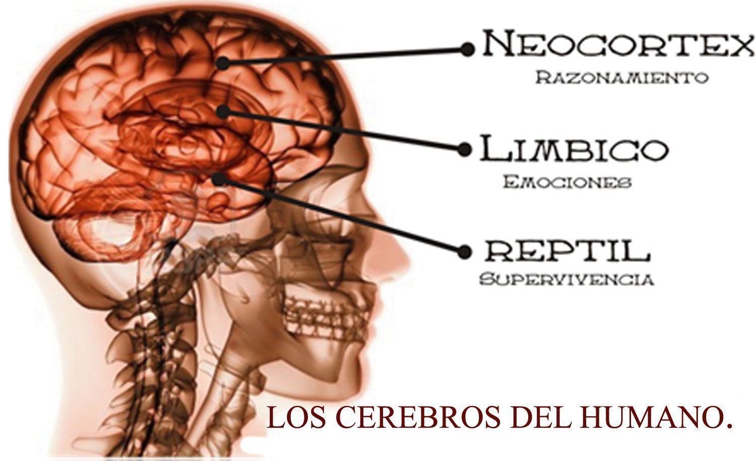 Desarrollo Corporal y Motricidad II