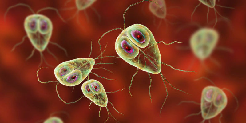 Reino protista