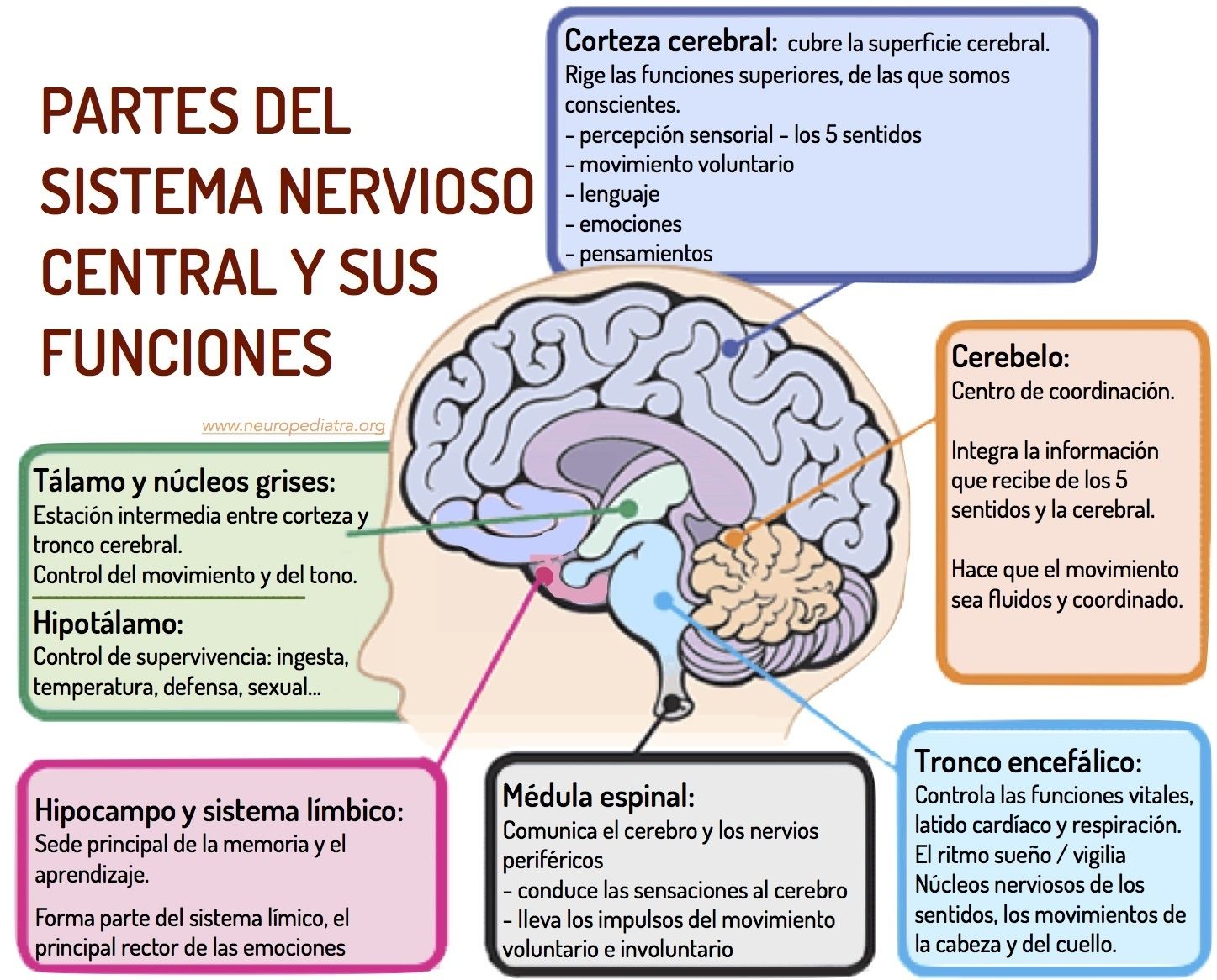 Aspectos Importantes Sobre El Desarrollo Del niño o niña