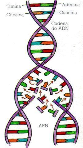 Proyecto de Ciencias Naturales Biomoléculas orgánicas