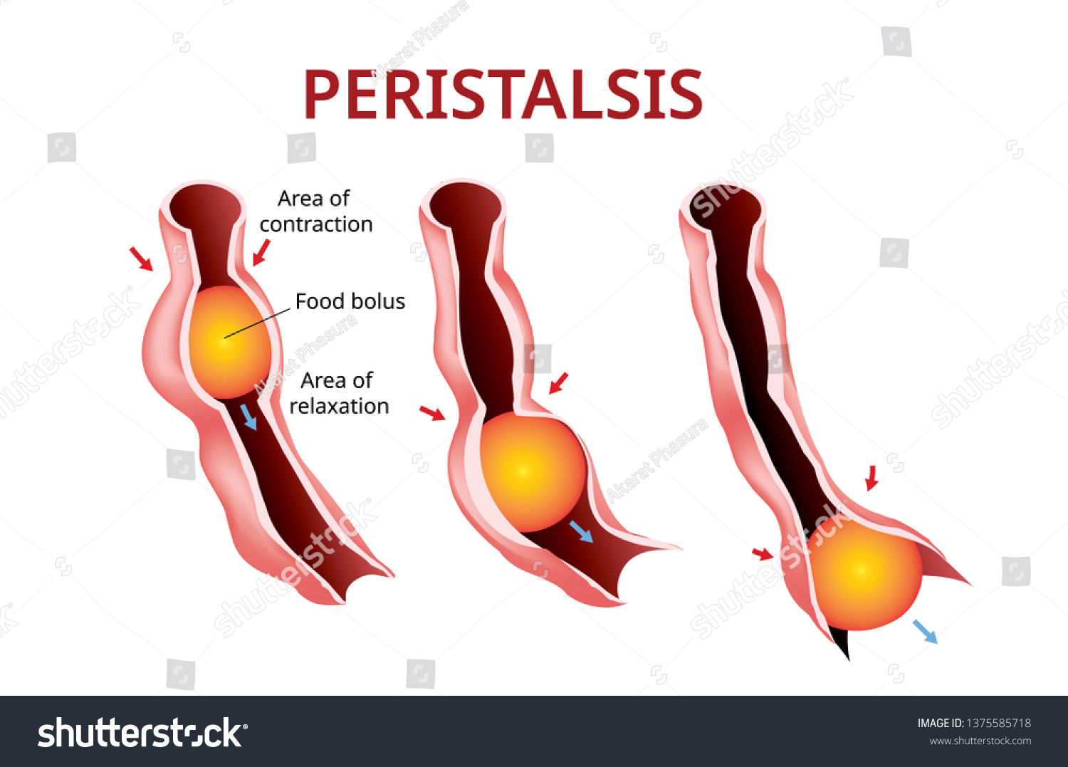 Proceso en el que actúa un musculo que se contrae y empuja los alimentos, mientras otro se relaja para permitir el paso de los mismo