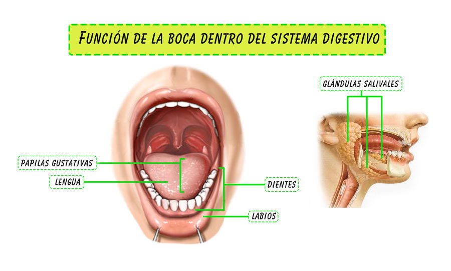 Sirve para masticar y agrega saliva como jugo digestivo y descompone químicamente almidones (pista: se le llama así a un equipo Argentino)
