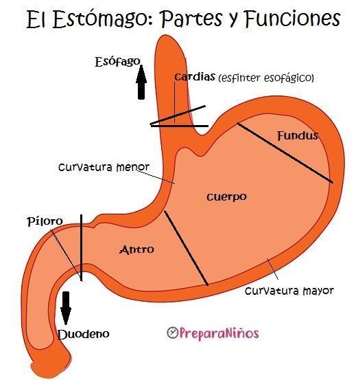 Partes del Estomago