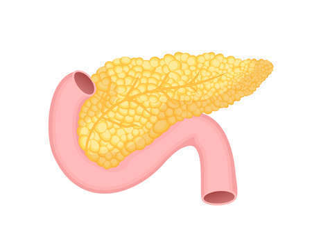 Órgano que Produce un jugo digestivo que tiene enzimas que descomponen químicamente carbohidratos grasas y proteínas (se encuentra del la...