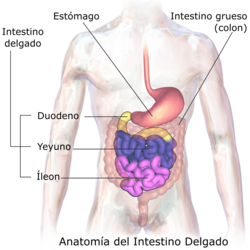 Órgano que produce un jugo digestivo, el cual se mezcla con la bilis y un jugo pancreático para completar la extracción química de proteí...