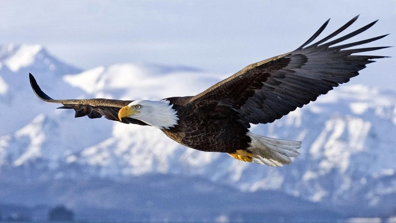 Infinitive : fly Simple Past:flew volar