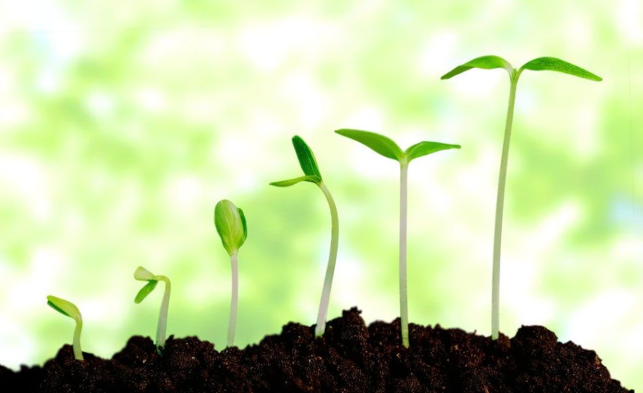 Infinitive : grow Simple Past: grew crecer