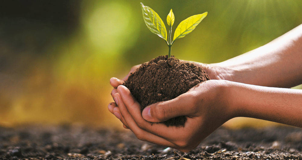 Infinitive: sow simple Past: sowed sembrar