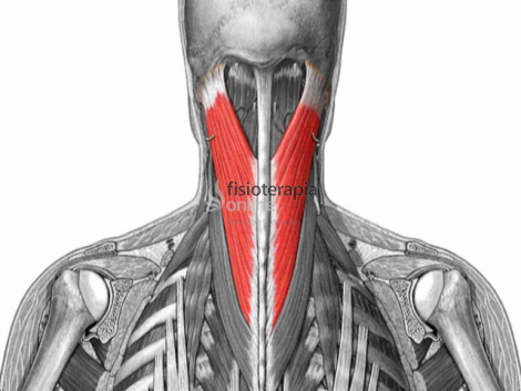 Músculos del cuello región hioidea, yde los músculos posteriores del troncoy cuello