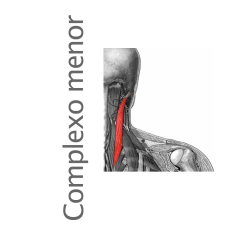 Músculos del cuello región hioidea, yde los músculos posteriores del troncoy cuello