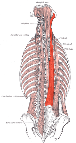 Músculos del cuello región hioidea, yde los músculos posteriores del troncoy cuello
