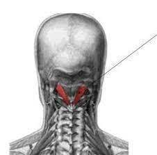 Músculos del cuello región hioidea, yde los músculos posteriores del troncoy cuello