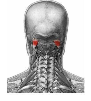 Músculos del cuello región hioidea, yde los músculos posteriores del troncoy cuello