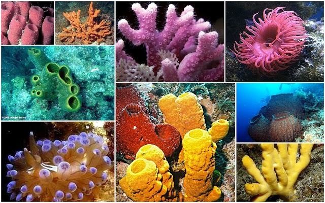 Características gerais da vida na Terra e a composição química dos seres vivos