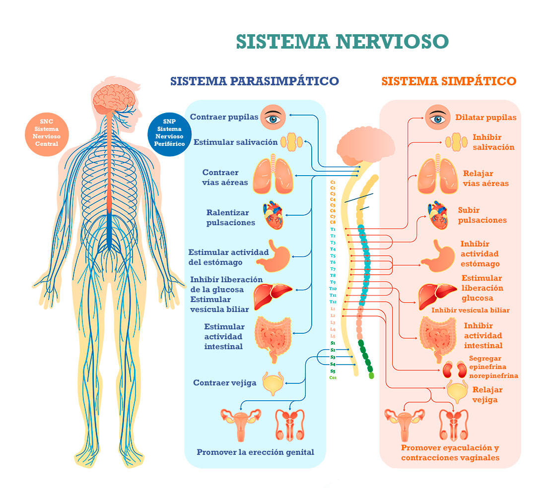 Relación del sistema nervioso y el sistema reproductivo