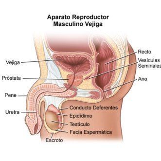Relación del sistema nervioso y el sistema reproductivo