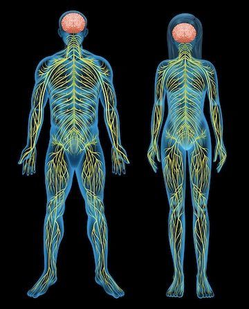 Relación entre el sistema nervioso y reproductivo