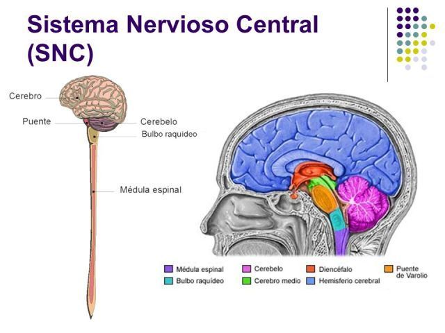 Relación entre el sistema nervioso y reproductivo
