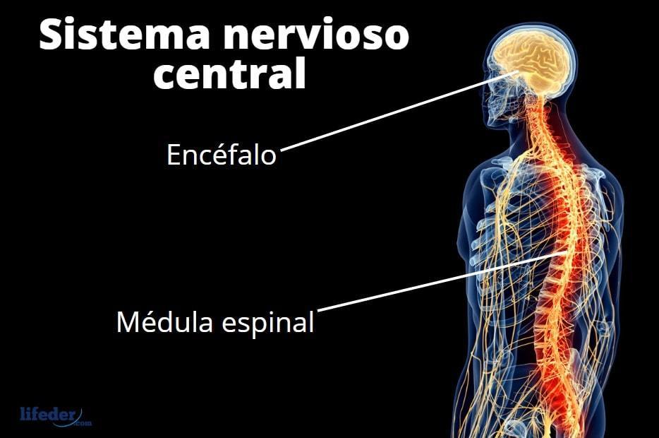 Relación entre el sistema nervioso y reproductivo