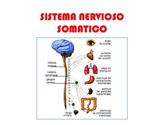 Relación entre el sistema nervioso y reproductivo
