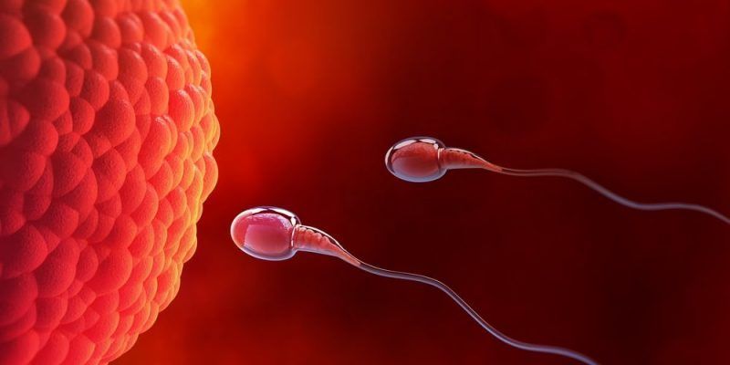Relación entre el sistema nervioso y reproductivo