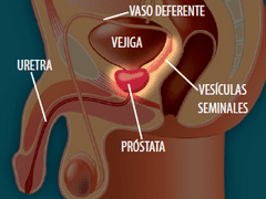Relación entre el sistema nervioso y reproductivo