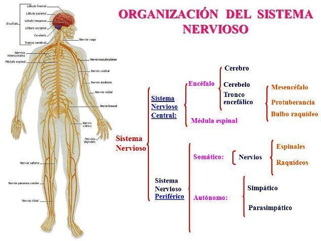 Sistema nervioso y sistema reproductivo como uno solo
