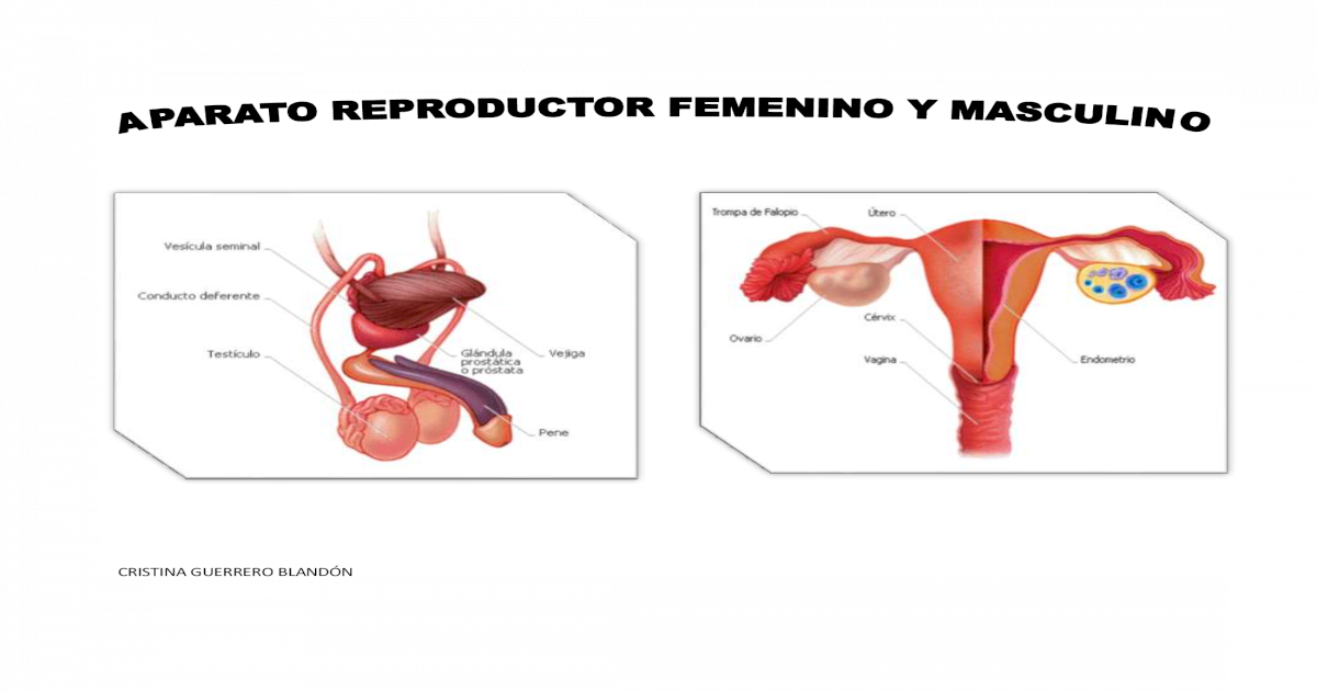 Sistema Nervioso y Sistema Reproductivo.
