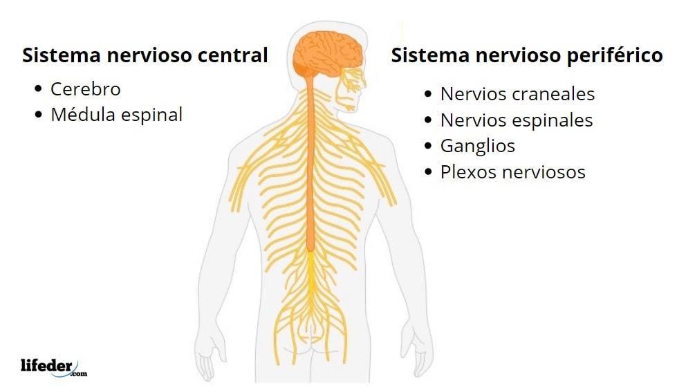 Sistema nervioso y reproductor